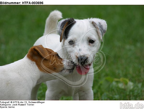 Jack Russell Terrier Welpen / Jack Russell Terrier puppies / HTFA-003696