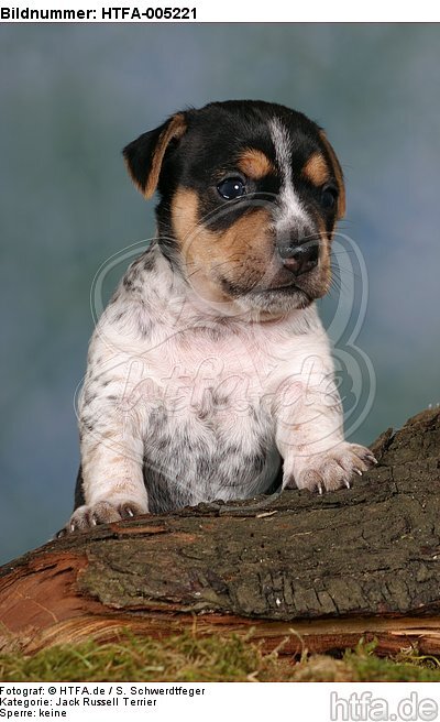 Jack Russell Terrier Welpe / jack russell terrier puppy / HTFA-005221