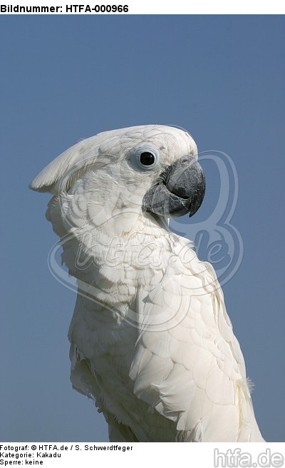 Kakadu Portrait / cockatoo portrait / HTFA-000966