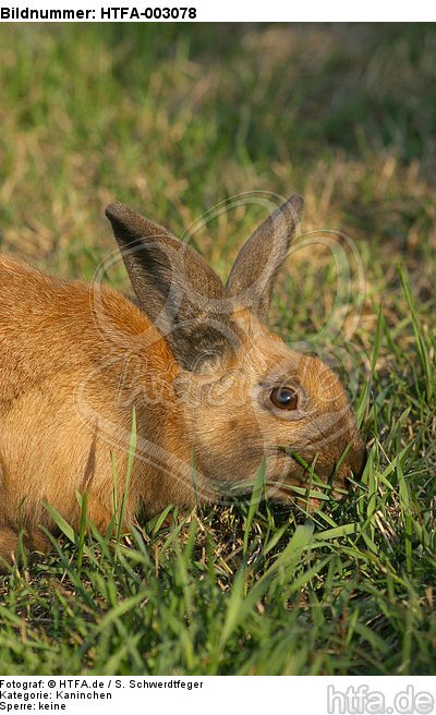 Kaninchen / bunny / HTFA-003078