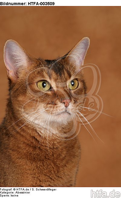 Abessinier / abyssinian cat / HTFA-003509