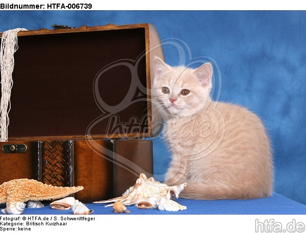 Britisch Kurzhaar Kätzchen / british shorthair kitten / HTFA-006739