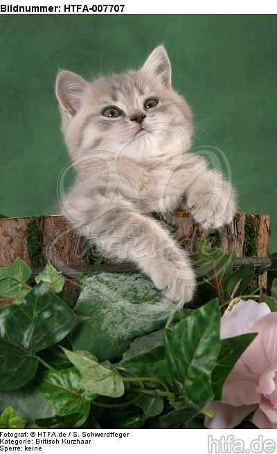 Britisch Kurzhaar Kätzchen / british shorthair kitten / HTFA-007707