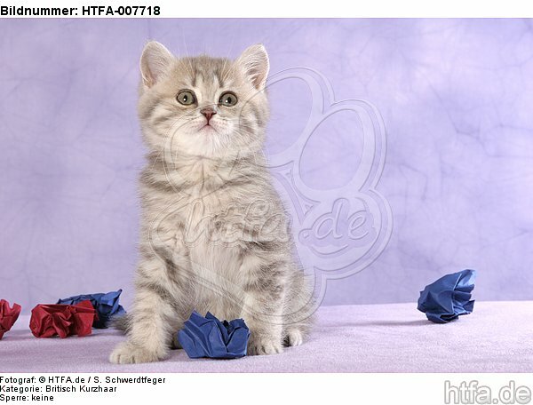 Britisch Kurzhaar Kätzchen / british shorthair kitten / HTFA-007718
