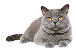 Britisch Kurzhaar / british shorthair