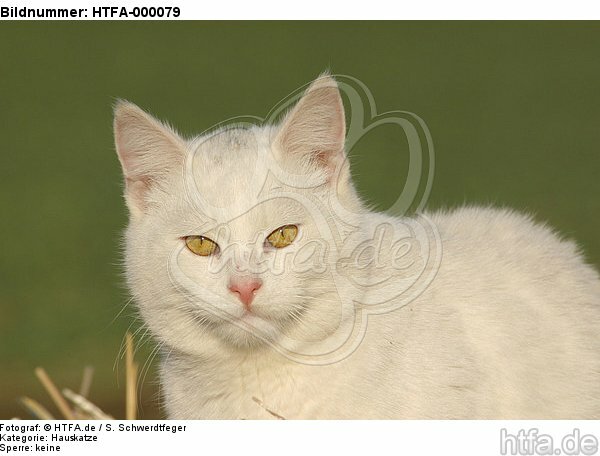 Hauskatze Portrait / domestic cat portrait / HTFA-000079