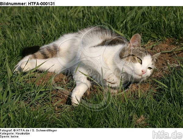 Hauskatze fühlt sich wohl / domestic cat feeling good / HTFA-000131