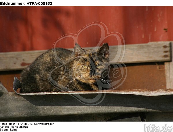 liegende Hauskatze / lying domestic cat / HTFA-000153