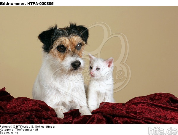 Parson Russell Terrier und Kätzchen / parson russell terrier and kitten / HTFA-000865