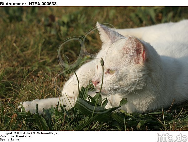 Hauskatze / domestic cat / HTFA-003663