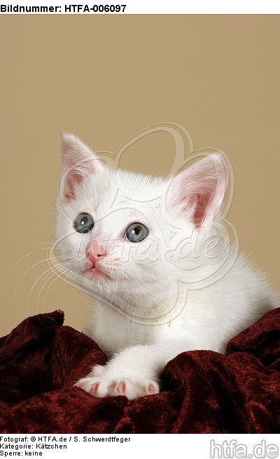 Kätzchen / kitten / HTFA-006097