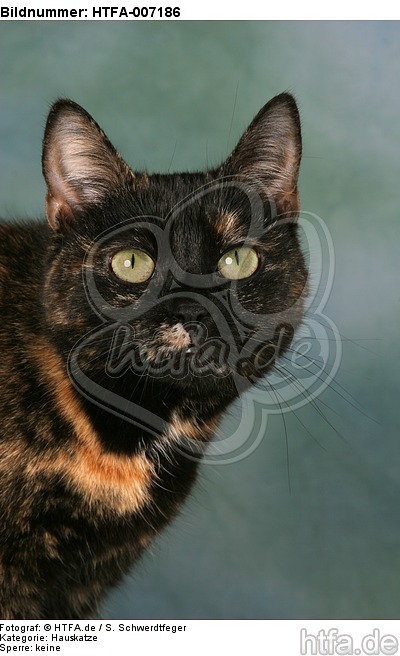 Hauskatze / domestic cat / HTFA-007186