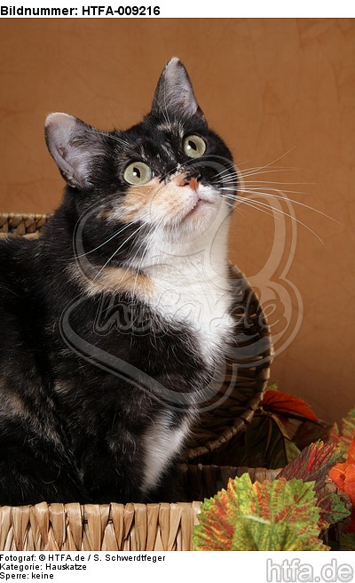 Hauskatze Portrait / domestic cat portrait / HTFA-009216