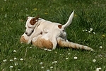 Jack Russell Terrier und Katze / jack russell terrier and cat