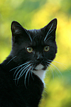 Hauskatze / domestic cat