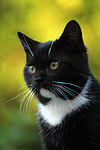 Hauskatze / domestic cat