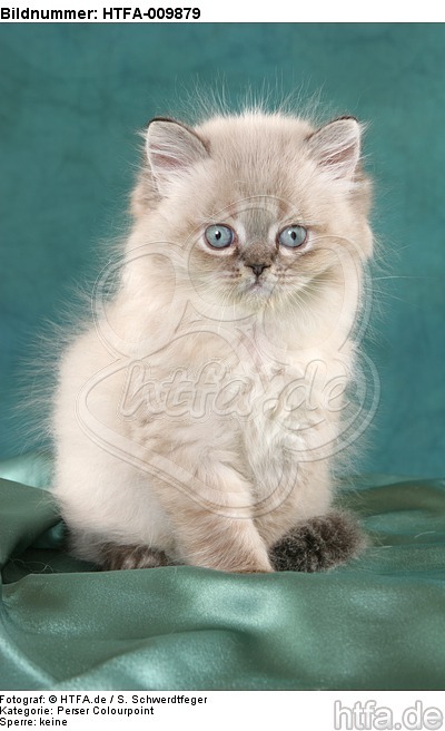 sitzendes Perser Colourpoint Kätzchen / sitting persian colourpoint kitten / HTFA-009879