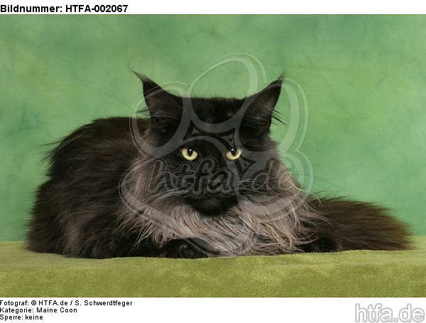 Maine Coon / HTFA-002067