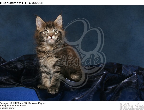 Maine Coon Kätzchen / maine coon kitten / HTFA-002228