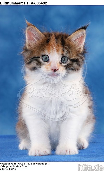 Maine Coon Kätzchen / maine coon kitten / HTFA-005402