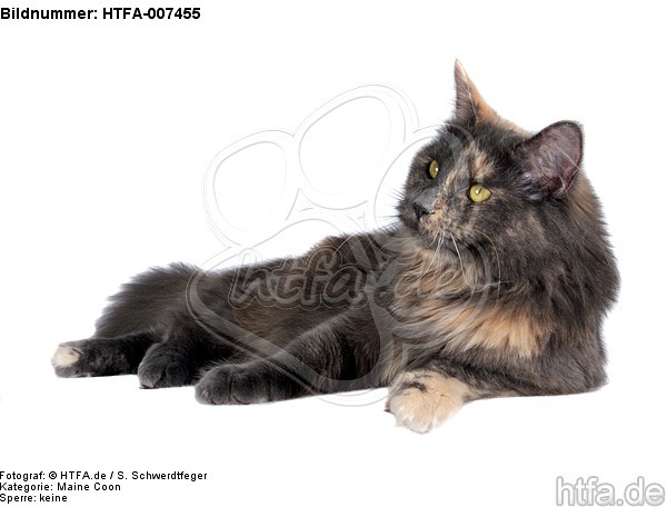 Maine Coon / HTFA-007455