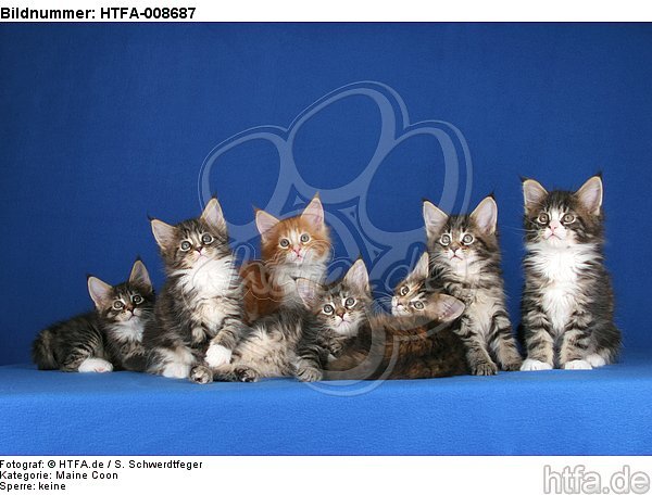 7 Maine Coon Kätzchen / 7 maine coon kitten / HTFA-008687