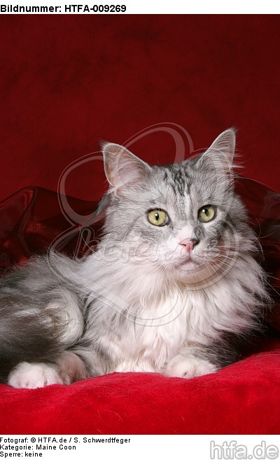 liegende Maine Coon / lying Maine Coon / HTFA-009269