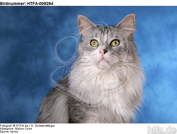 Maine Coon Portrait / HTFA-009294