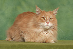 Maine Coon