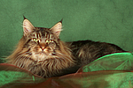 Maine Coon