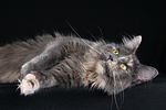 Maine Coon