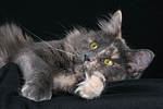 Maine Coon