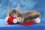 spielendes Maine Coon Kätzchen / playing maine coon kitten