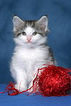 sitzendes Maine Coon Kätzchen / sitting maine coon kitten