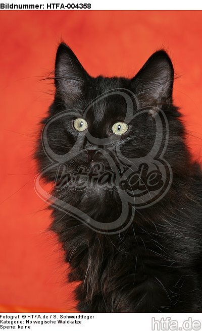 Norwegische Waldkatze Kätzchen / norwegian forestcat kitten / HTFA-004358