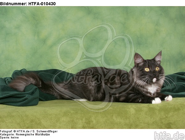 liegende Norwegische Waldkatze / lying Norwegian Forestcat / HTFA-010430