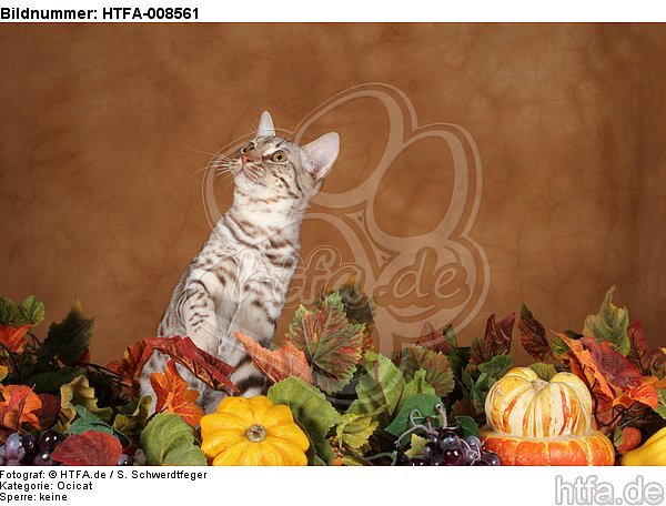 sitzende Ocicat / sitting Ocicat / HTFA-008561