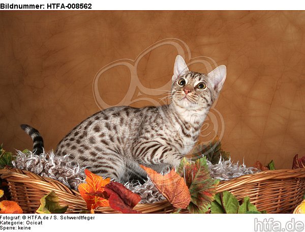 sitzende Ocicat / sitting Ocicat / HTFA-008562