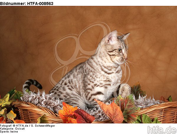 sitzende Ocicat / sitting Ocicat / HTFA-008563