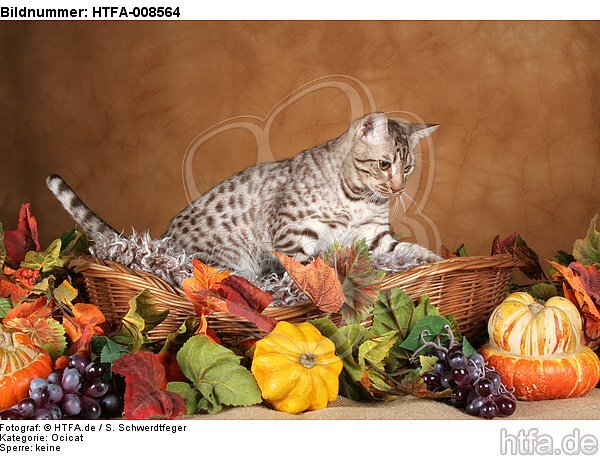 Ocicat / HTFA-008564