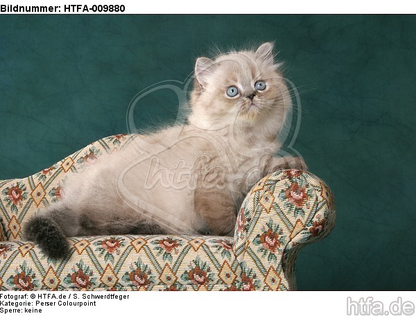 sitzendes Perser Colourpoint Kätzchen / sitting persian colourpoint kitten / HTFA-009880