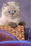 Perser Colourpoint Kätzchen / persian colourpoint kitten