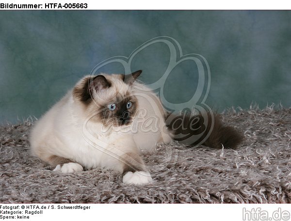 Ragdoll / HTFA-005663