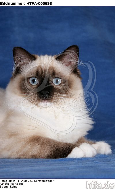 Ragdoll / HTFA-005696