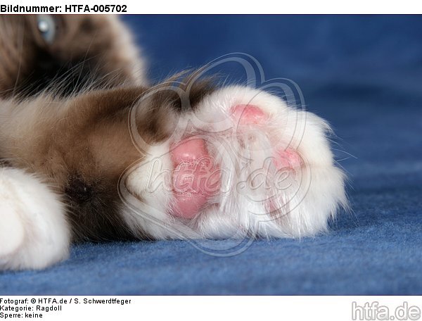 Ragdoll Pfote / ragdoll paw / HTFA-005702