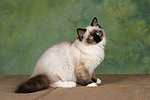 Ragdoll