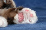 Ragdoll Pfote / ragdoll paw