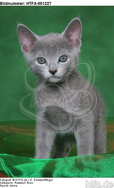Russisch Blau Kätzchen / russian blue kitten / HTFA-001227
