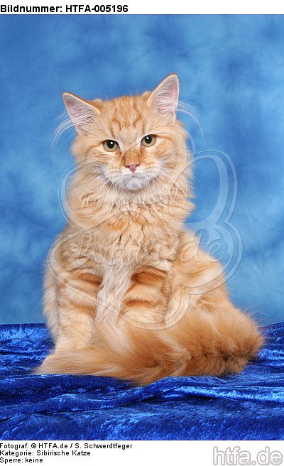 Sibirische Katze / siberian cat / HTFA-005196