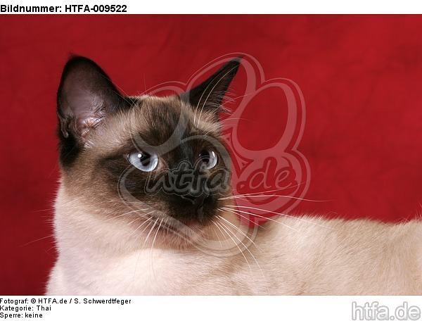 Thaikatze Portrait / thai portrait / HTFA-009522